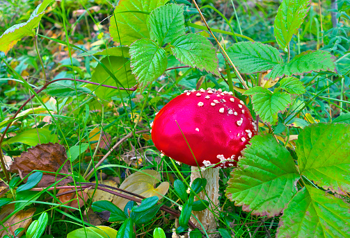 Poisonous red mushroom in autumn.