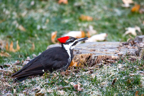 pica-pau empilhado feminino (dryocopus pileatus) com um inseto na boca que ela pegou de um toco em abril - pileated woodpecker animal beak bird - fotografias e filmes do acervo