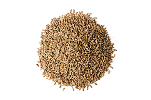 Triticale grains piled into a pile on a white background