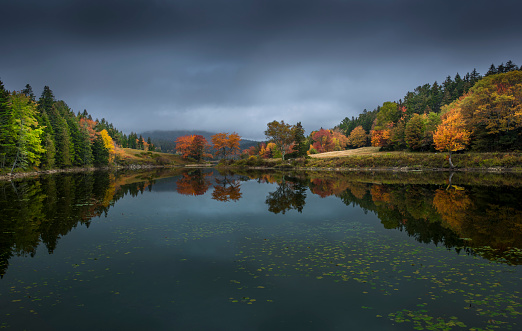 Yellow and orange leaves falling into the clear water of a lake in Yedigoller, Bolu. Autumn leaves falling from the branches of the trees into the lake.Turkey