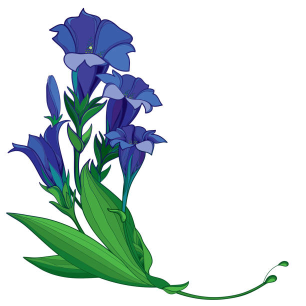 Vector corner bouquet of outline blue Gentiana or trumpet Gentian flower, bud and green leaf isolated on white background. Vector corner bouquet of outline blue Gentiana or trumpet Gentian flower, bud and green leaf isolated on white background. Alpine mountain flower bunch in contour style for summer or herbal design. blue gentian stock illustrations