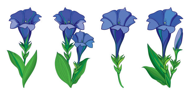 Vector set with outline blue Gentiana or trumpet Gentian flower, bud and green leaf isolated on white background. Vector set with outline blue Gentiana or trumpet Gentian flower, bud and green leaf isolated on white background. Alpine mountain flower bunch in contour style for summer or herbal medicinal design. blue gentian stock illustrations