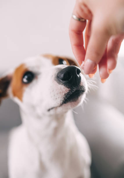 istock Jack Russell terrier waiting for food expectantly 1221189435