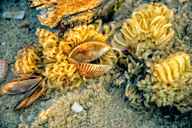 istock Closeup composition of seaweed, mussel shells and driftwood 1221190779