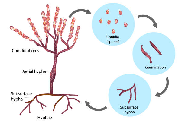 Reproductive Structures of Penicillium. Reproductive Structures of Penicillium. Life cycle spore stock illustrations