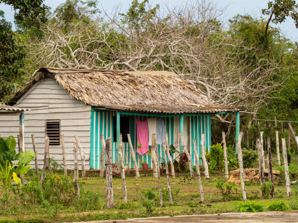 Colorful thatched-roof farm house in Maria la Gorda Turquoise and white stripes, clothes hanging to dry, thatched roof maria la gorda stock pictures, royalty-free photos & images