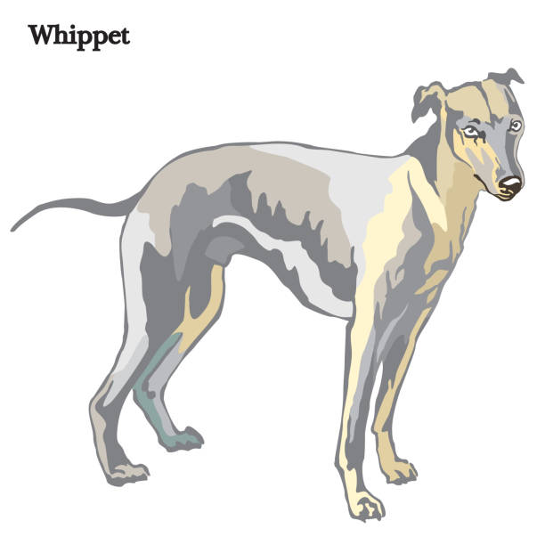 ilustrações de stock, clip art, desenhos animados e ícones de whippet vector illustration - sight hound