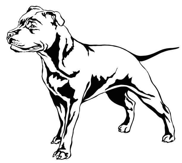 Decorative standing portrait of dog Staffordshire Bull Terrier vector illustration Decorative portrait of standing in profile dog Staffordshire Bull Terrier, vector isolated illustration in black color on white background pitbull graphic stock illustrations