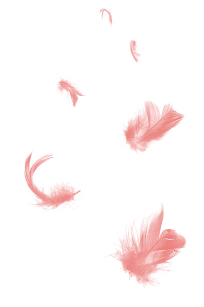 istock Beautiful group soft pink feather floating in air isolated on white background 1221193084