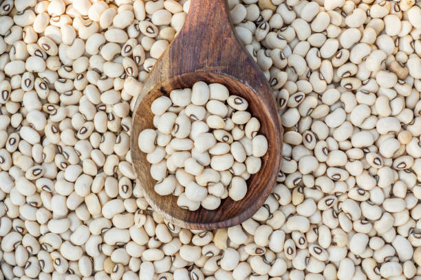 impulsions communes - lobhia blanc, haricots aux yeux noirs ou coup de lumière naturel extérieur de niébé - legume bean lentil cereal plant photos et images de collection