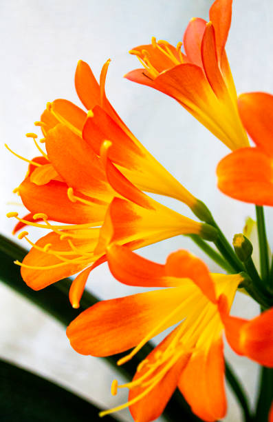 istock bouquet of orange lily flowers 1221193382