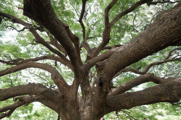 istock Large mature tree with a lot of branches 1221193486