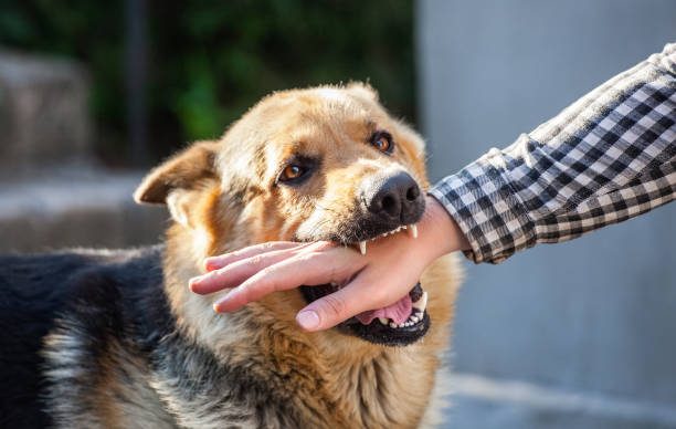 un pastor alemán macho adulto y agresivo ataca a un hombre y le muerde la mano. entrenamiento de mascotas. - german shepherd fotografías e imágenes de stock