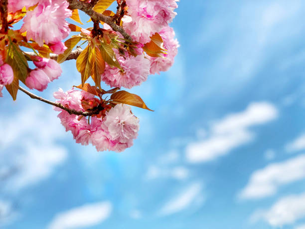 flor de cerezo llorando con espacio de copia - equinoccio de primavera fotografías e imágenes de stock