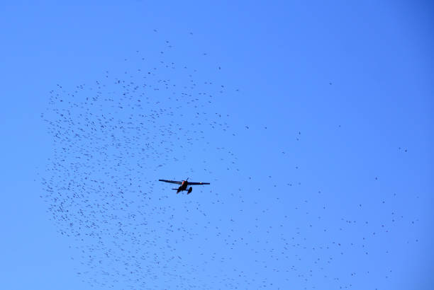 Seaplane Seaplane flying among the starlings. bush plane stock pictures, royalty-free photos & images