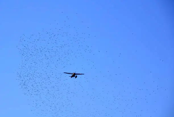 Seaplane flying among the starlings.