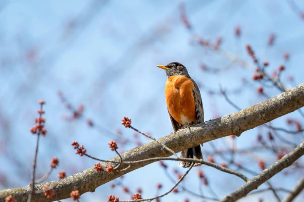 American robin sunbathing under the sun during a spring morning stock photo