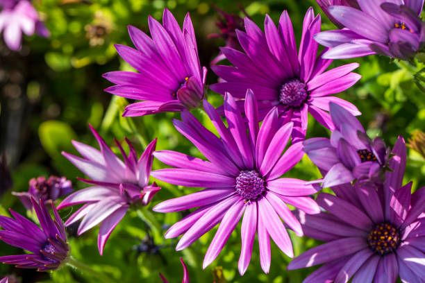 istock Purple osteospermum ecklonis, Dimorphotheca, African daisy flowers 1221195748