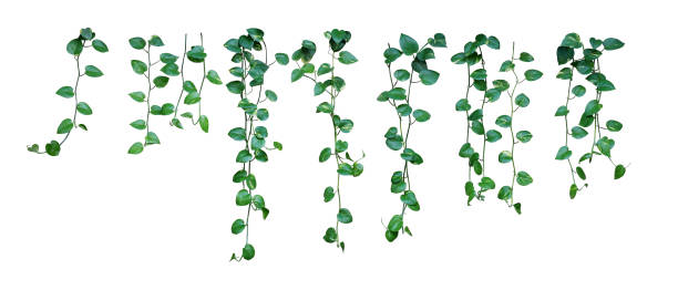 Set of hanging vine plant with heart-shaped variegated leaves of devil's ivy or golden pothos (Epipremnum aureum) the popular tropic houseplant for being indoor nature's air purifier isolated on white background, clipping path included. conjunto de planta de vid colgante con hojas varieadas en forma de corazón de hiedra del diablo o pothos dorados (epipremnum aureum) la popular planta de la casa trópica por ser purificador de aire de la naturaleza interior aislado en fondo blanco, camin