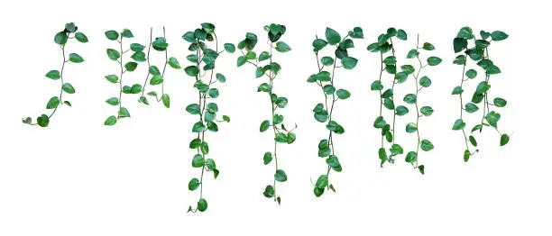 Photo of Set of hanging vine plant with heart-shaped variegated leaves of devil's ivy or golden pothos (Epipremnum aureum) the popular tropic houseplant for being indoor nature's air purifier isolated on white background, clipping path included.