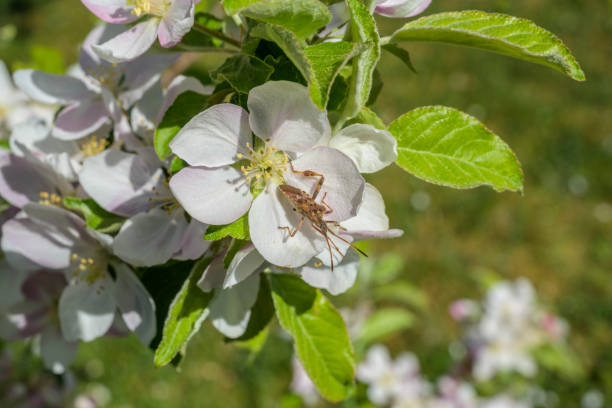 Apple blossoms in the garden with bees and insects in spring and summer