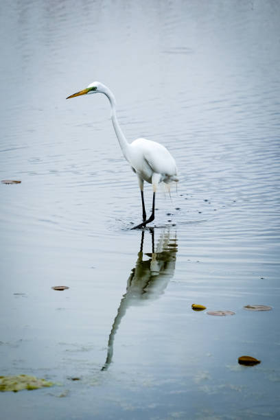 istock White egret at Central Park, Carmel, Indiana 1221197153