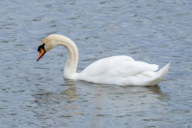 istock White swan at Central Park, Carmel, Indiana 1221197169