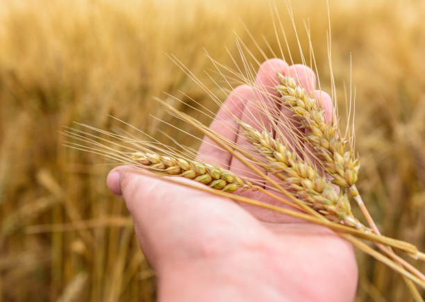 Man holding and checking ear of wheat on a wheat field Hand holding the sprouting wheat Mycotoxin Testing stock pictures, royalty-free photos & images