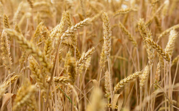 istock Ripe wheat in the golden field 1221198172