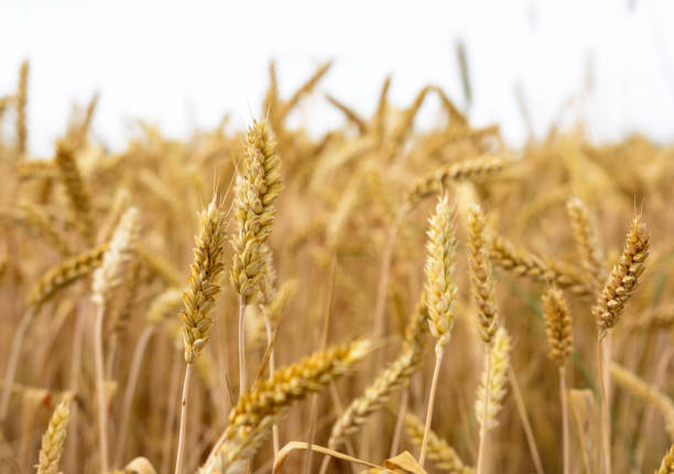 Golden ripe ears background