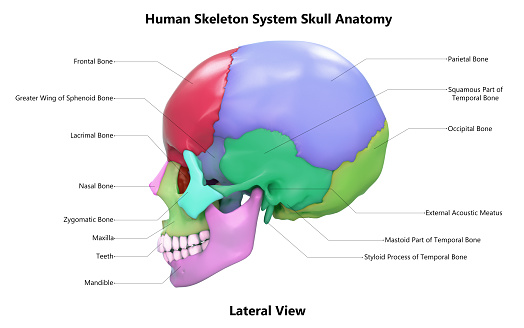 Skull and nose cartilages with body contours 3D rendering illustration on blue background with copy space. Human skeleton and head anatomy, medical diagram, osteology, skeletal system concepts.