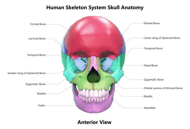 istock Human Skeleton Skull Bone Parts Described with Labels Anatomy 1221199887