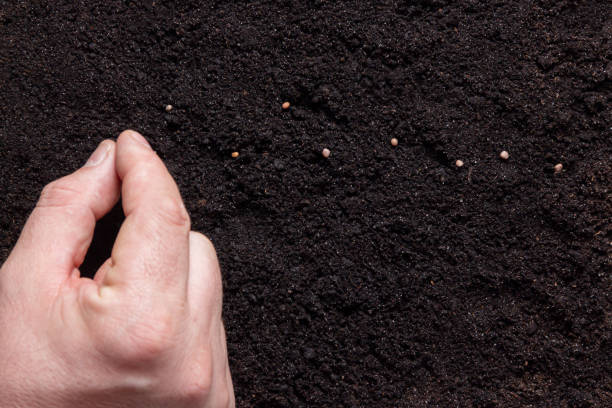 istock Farmer's hand planting a seeds in soil 1221201003