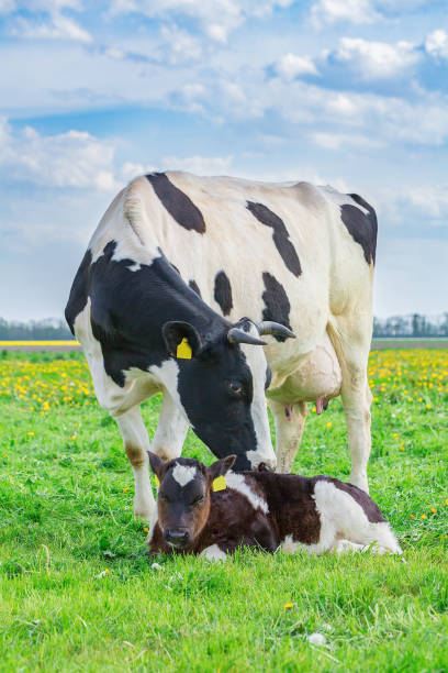 madre mucca con vitello appena nato nel prato olandese - domestic cattle calf mother field foto e immagini stock