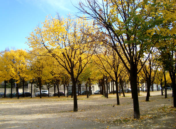 istock Wooded area in Paris 1221202808
