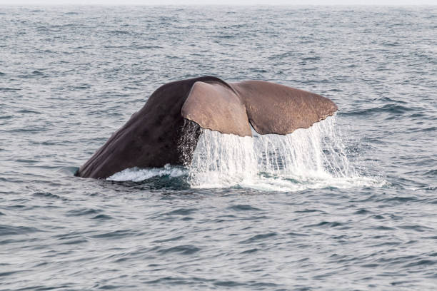 マッコウクジラのダイビング。カイコウラ、南島。ニュージーランド - marlborough region zealand new landscape ストックフォトと画像