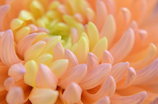 Abstract macro top view close-up of a yellow-pink pastel colored Dahlia flowerhead with shallow DOF