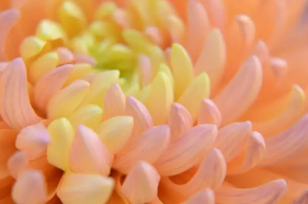 Photo of Flower Pastel Chrysanthemum Orange Coral Yellow Gradient Ombre Spring Autumn Floral Pattern Soft Focus Macro Photography