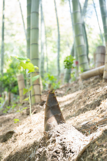 istock A bamboo shoot that looks good in the spring bamboo grove 1221204893