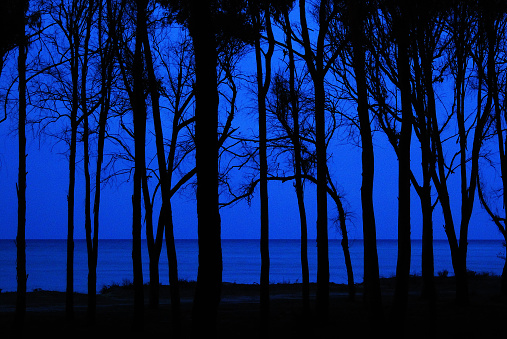 Silhouettes of trees along the coast during the night. Photo was made on a beach in the southern part of Sicily, Italy.