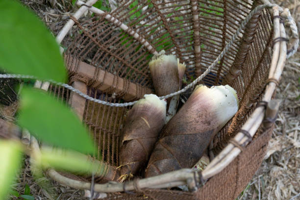 istock Freshly picked bamboo shoots placed in a basket 1221205587