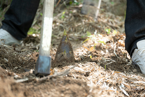 A bamboo shoot that looks delicious in the spring bamboo grove