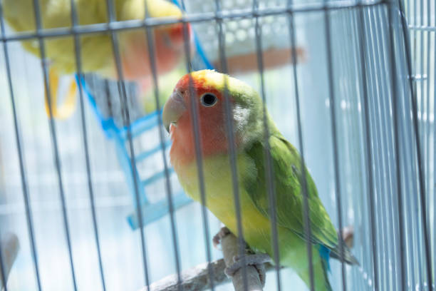 istock Cute pet parakeet in the aviary 1221205682