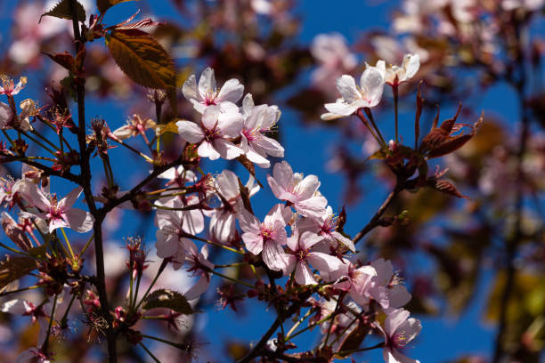 istock Blooming petals and green leaves of tree in spring 1221205690