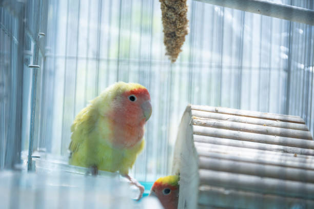 istock Cute pet parakeet in the aviary 1221205706
