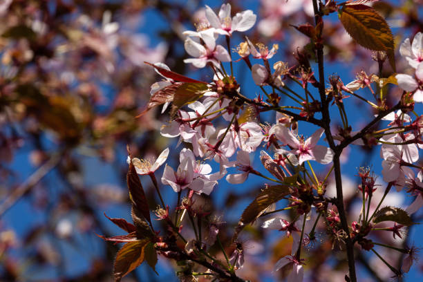 istock Blooming petals and green leaves of tree in spring 1221206074