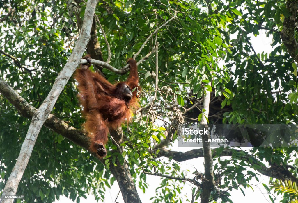 Orang-Utan auf einem Baum sitzend - Lizenzfrei Affe Stock-Foto