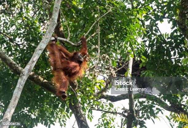 Orangutan Auf Einem Baum Sitzend Stockfoto und mehr Bilder von Affe - Affe, Asien, Baum