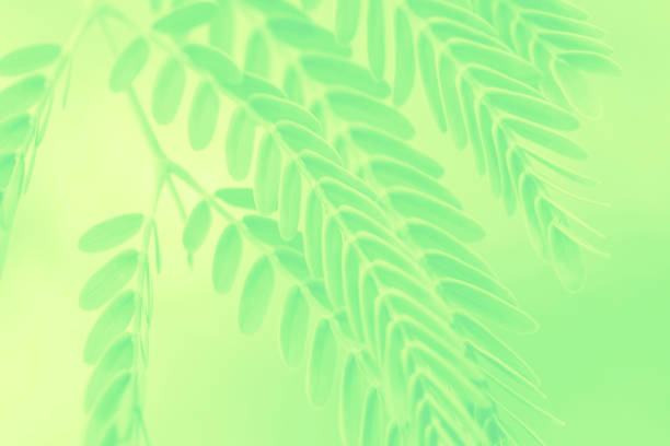 istock leaves Spring Yellow Mint Green Fluorescent Acacia Tree Floral Pattern Morning's Freshness Leaf Texture Background Soft Focus Copy Space Macro Photography 1221206479