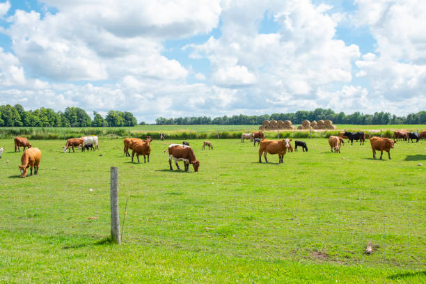 istock Cows at the meadow under the blue sky 1221206616